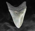 Bargain Inch Megalodon Tooth #844-2
